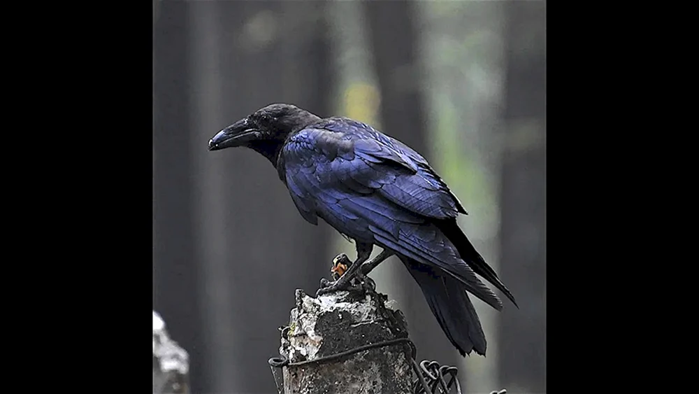 Schwarzkrähe