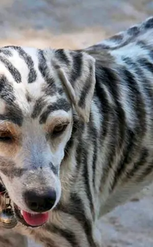 Tiger Hunderasse