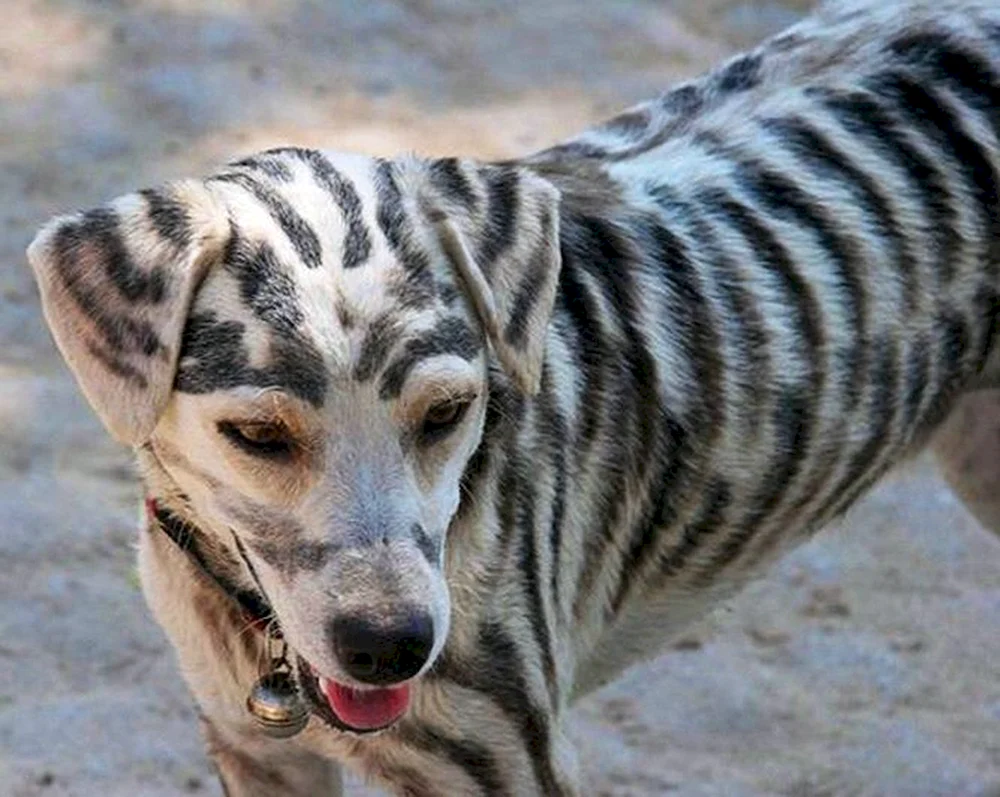 Tiger Hunderasse