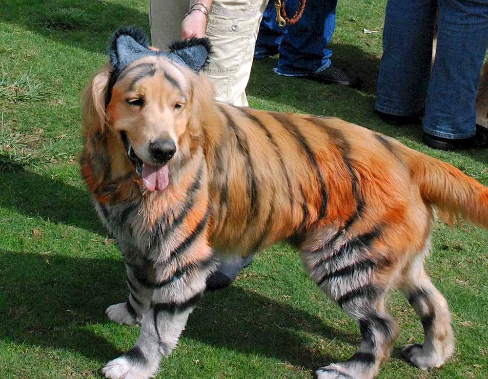 Levrette Hund