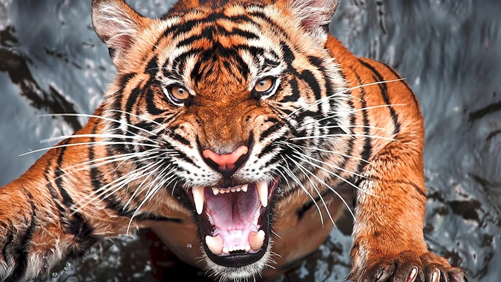 Tiger betäubt