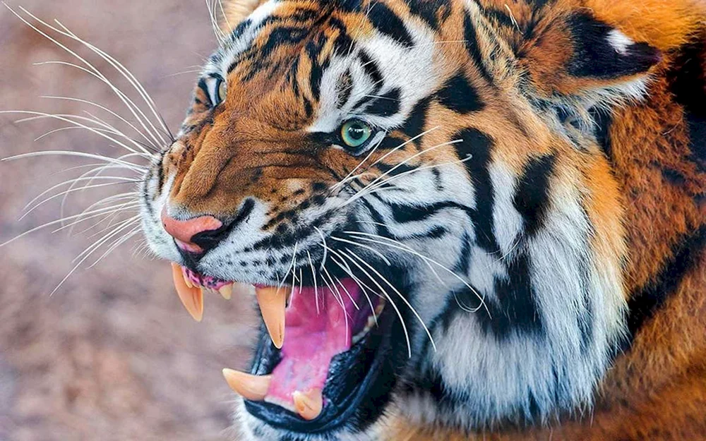 Tiger-Tiger betäubt