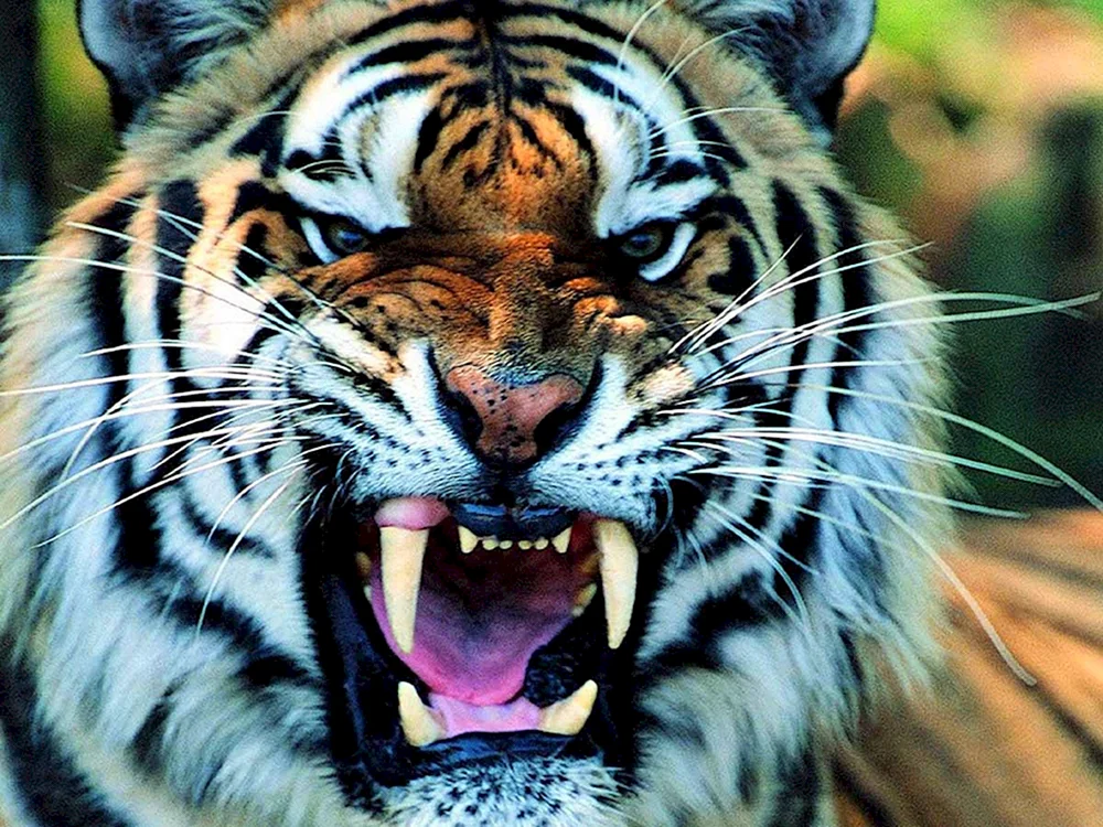 Amur-Tiger betäubt