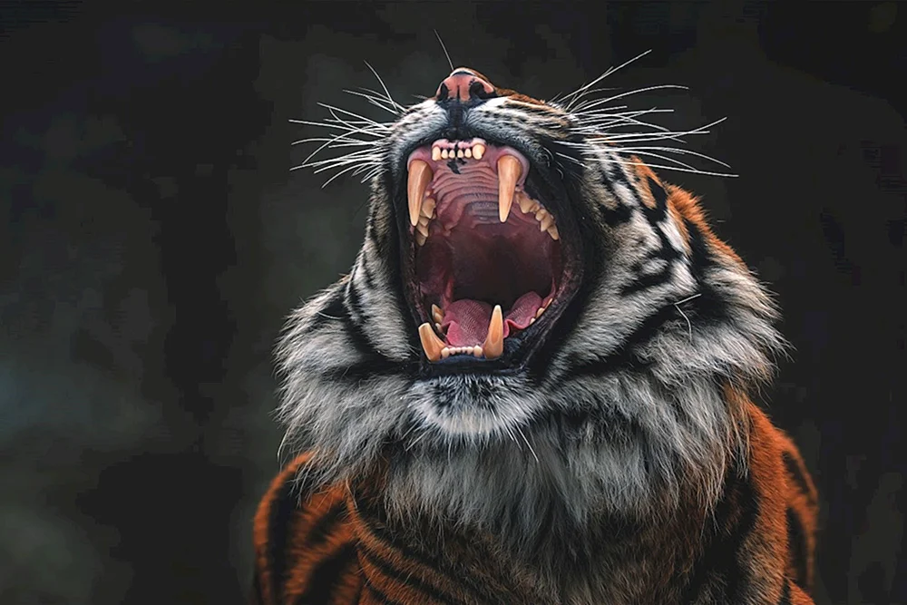 Tiger-Tiger knurrend
