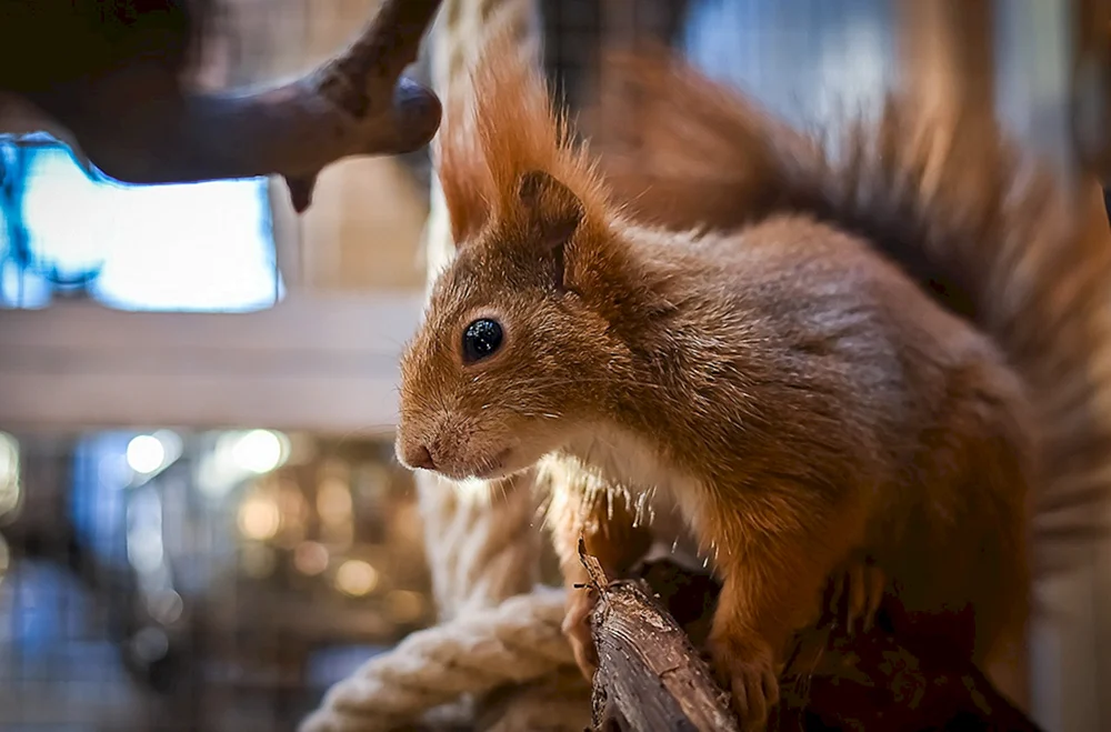 Kisteuchaya-Eichhörnchen