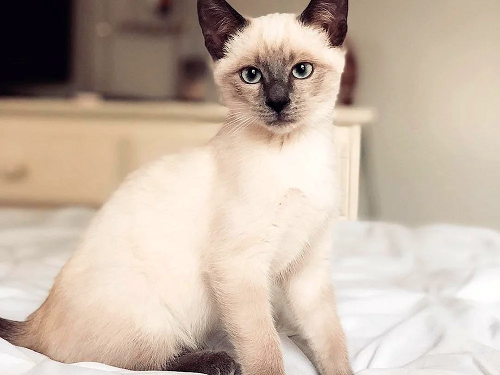 Taian Blue Point Katze
