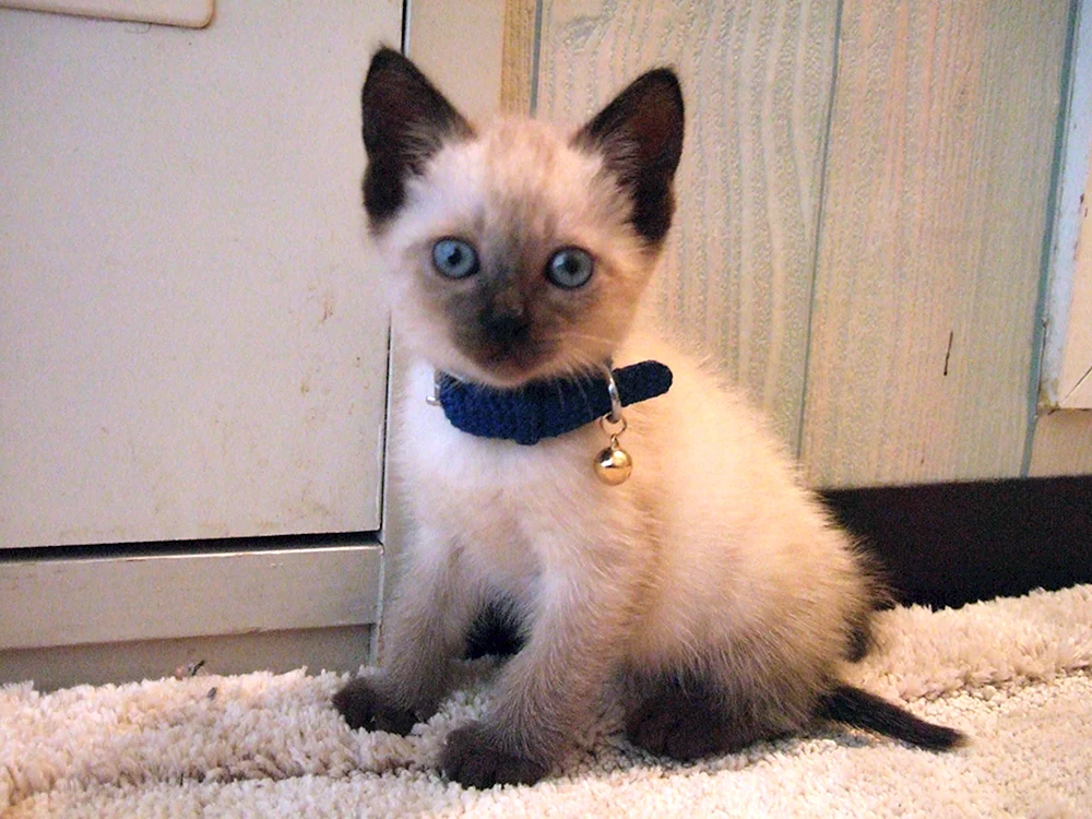 Siamese Katze