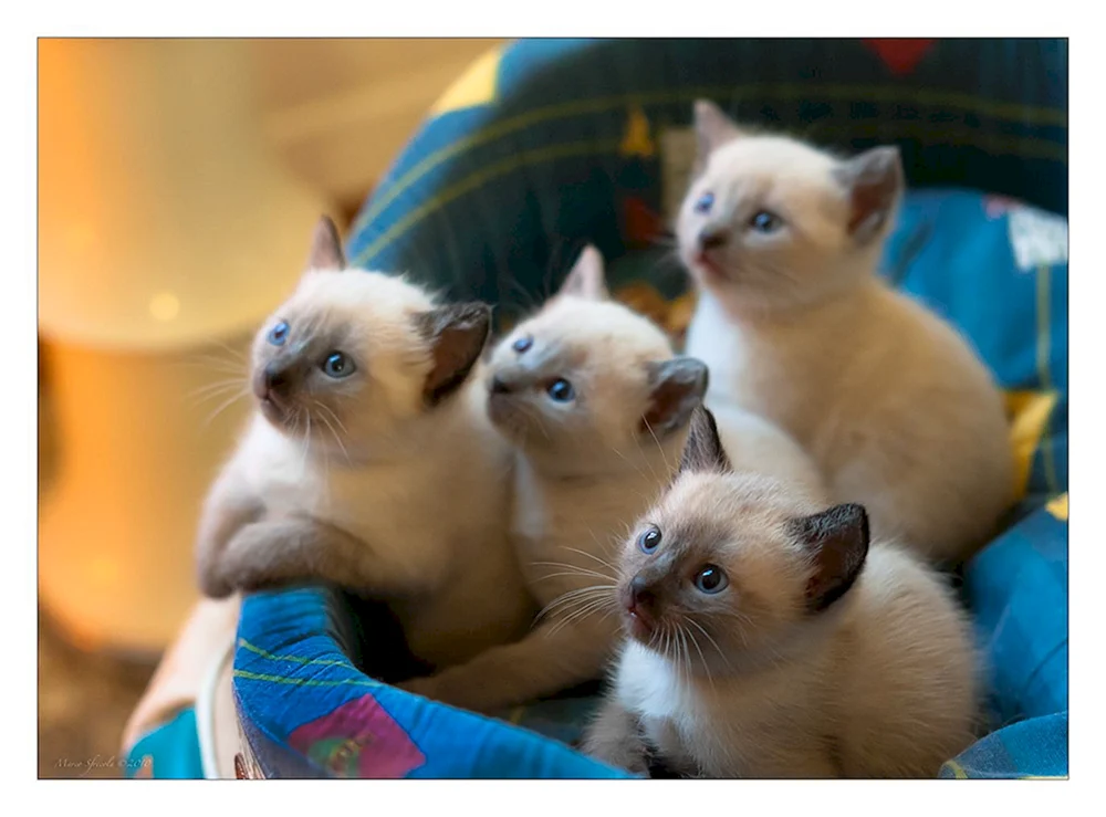 Siamkatze