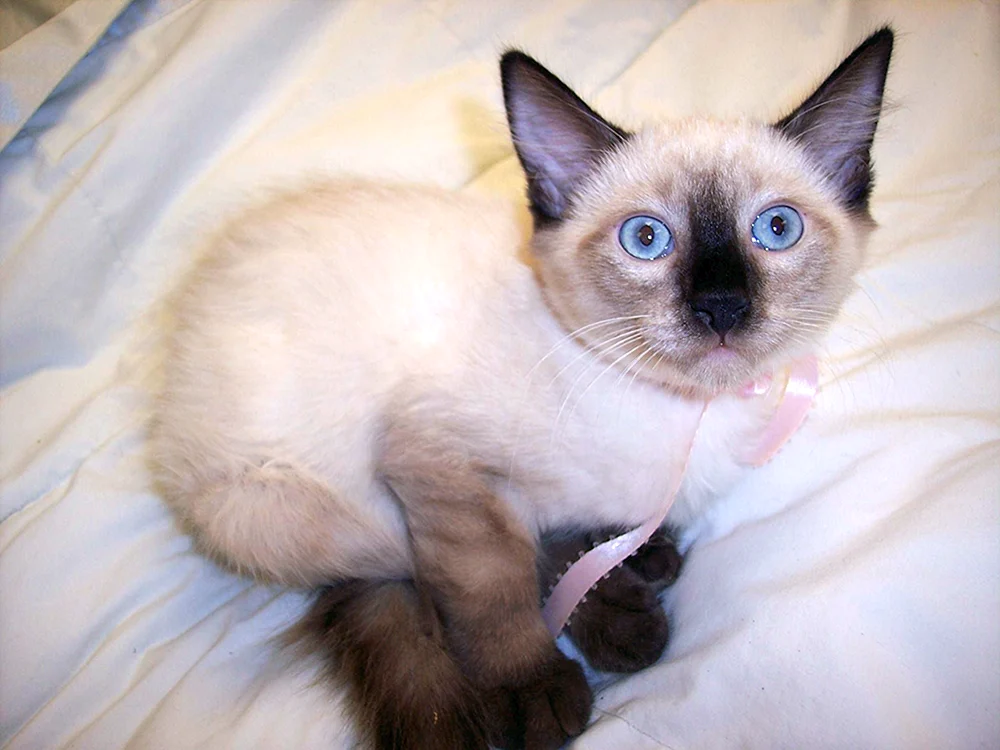 Siamkatze mestizo