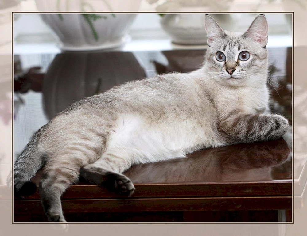 Thai Tabby Point Thai Tabby Point Thai Katze