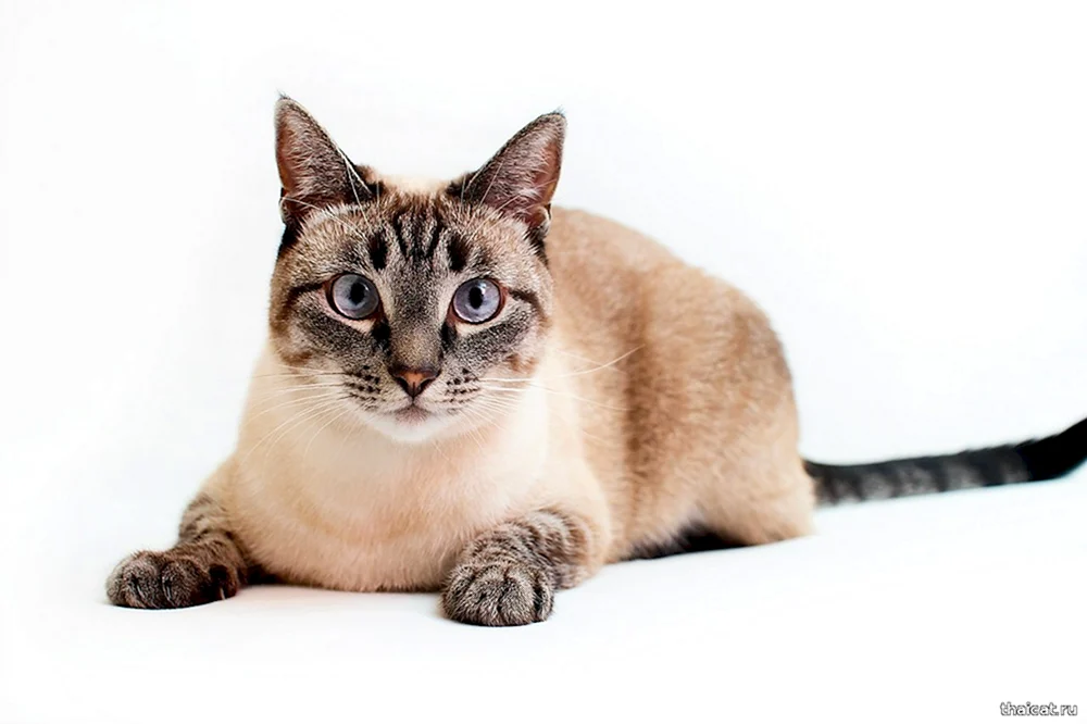 Taian tabby Katze Punkt Punkt Punkt Punkt Punkt Punkt Punkt Punkt Punkt Punkt Punkt Punkt Punkt Punkt Punkt Punkt Punkt Punkt Punkt Punkt Punkt Punkt Punkt Punkt Punkt Punkt Punkt Punkt Punkt Punkt Punkt Punkt Punkt Punkt Punkt Punkt Punkt Punkt Punkt Punkt Punkt Punkt Punkt Punkt Punkt Punkt Punkt Punkt Punkt Punkt Punkt Punkt Punkt Punkt Punkt Punkt Punkt Punkt Punkt Punkt Punkt Punkt Punkt Punkt Punkt Punkt Punkt Punkt Punkt Punkt Punkt Punkt Punkt Punkt Punkt Punkt Punkt Punkt Punkt Punkt Punkt Punkt Punkt Punkt Punkt Punkt Punkt Punkt Punkt Punkt Punkt Punkt Punkt Punkt Punkt Punkt Punkt Punkt Punkt Punkt Punkt Punkt Punkt Punkt Punkt Punkt Punkt Punkt Punkt Punkt Punkt Punkt Punkt Punkt Punkt Punkt Punkt Punkt Punkt Punkt Punkt Punkt Punkt Punkt Punkt Punkt Punkt Punkt Punkt Punkt Punkt Punkt Punkt Punkt Punkt Punkt Punkt Punkt Punkt Punkt Punkt Punkt Punkt Punkt Punkt Punkt Punkt Punkt Punkt Punkt Punkt Punkt Punkt Punkt Punkt Punkt Punkt Punkt Punkt Punkt Punkt Punkt Punkt Punkt Punkt Punkt Punkt Punkt Punkt Punkt Punkt Punkt Punkt Punkt Punkt Punkt Punkt Punkt Punkt Punkt Punkt Punkt Punkt Punkt Punkt Punkt Punkt Punkt Punkt Punkt Punkt