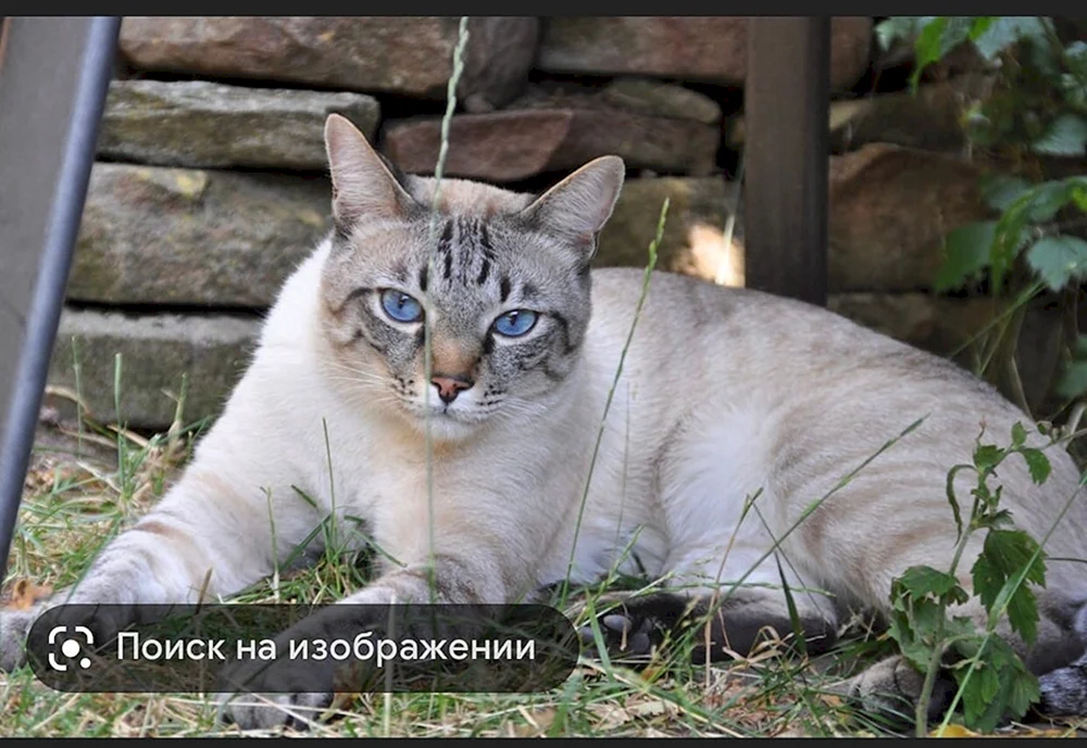 Thai Tabby Point Thai Tabby Point Thai Katze