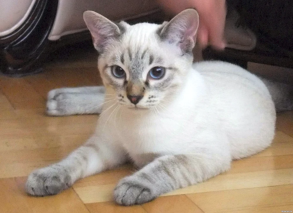 Blau tabby Punkt Thai
