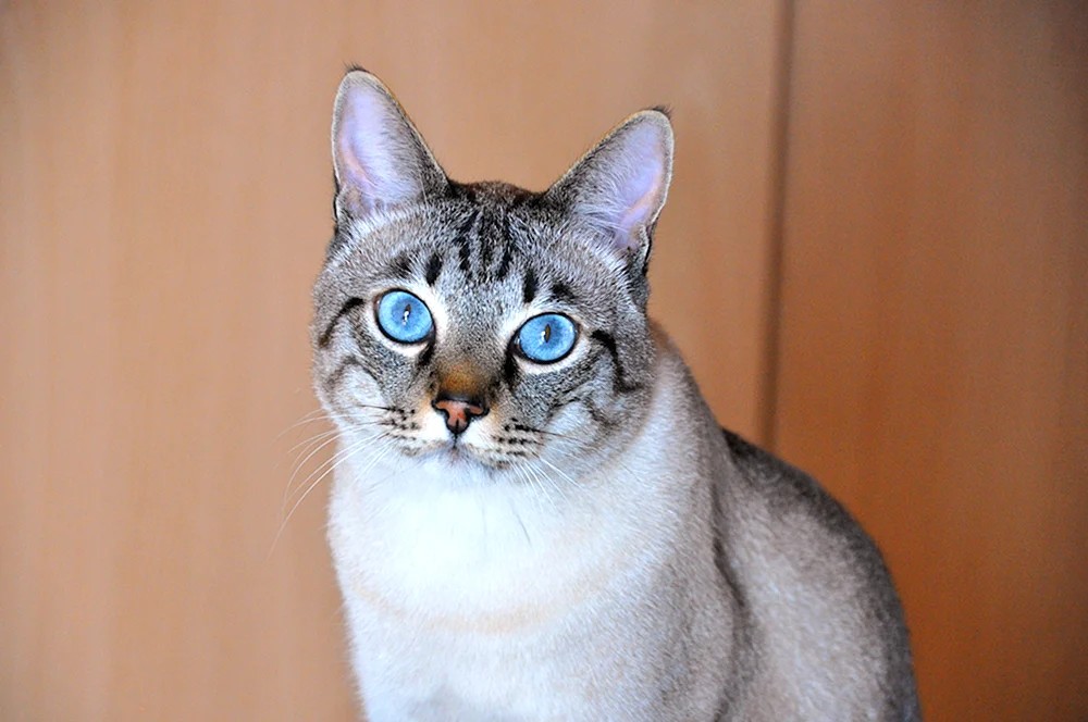 Blau tabby Punkt Thai