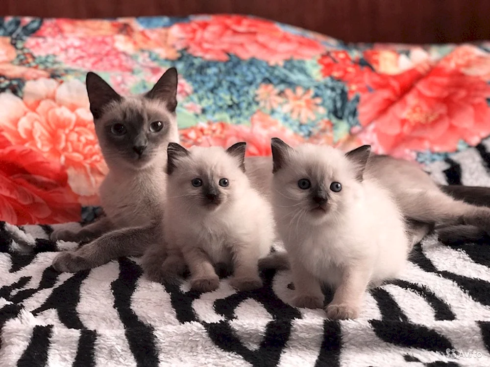 Siamkatze Kätzchen