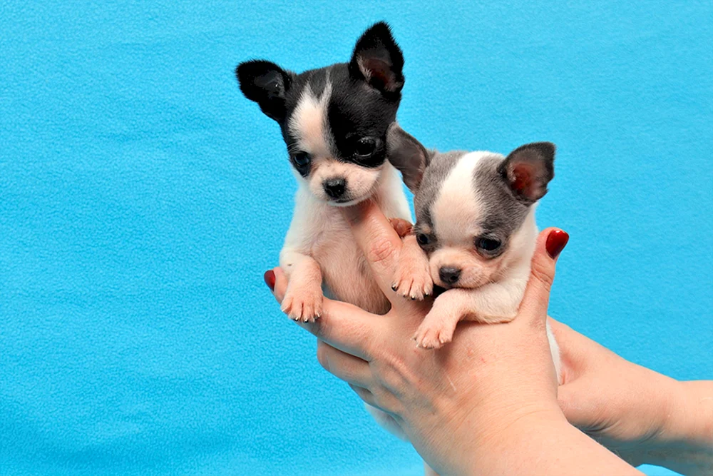 Tai Chihuahua