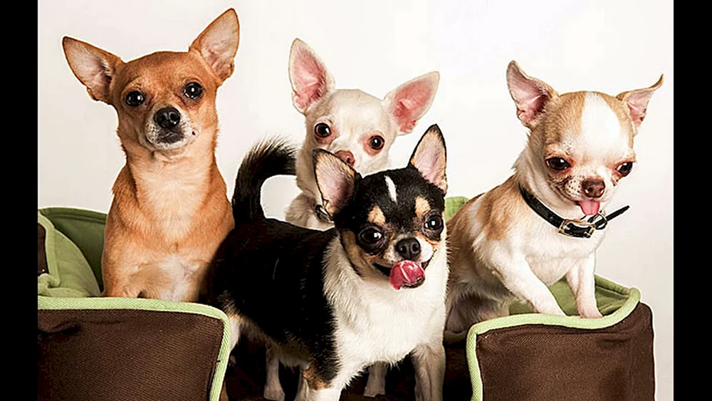Tai Chihuahua