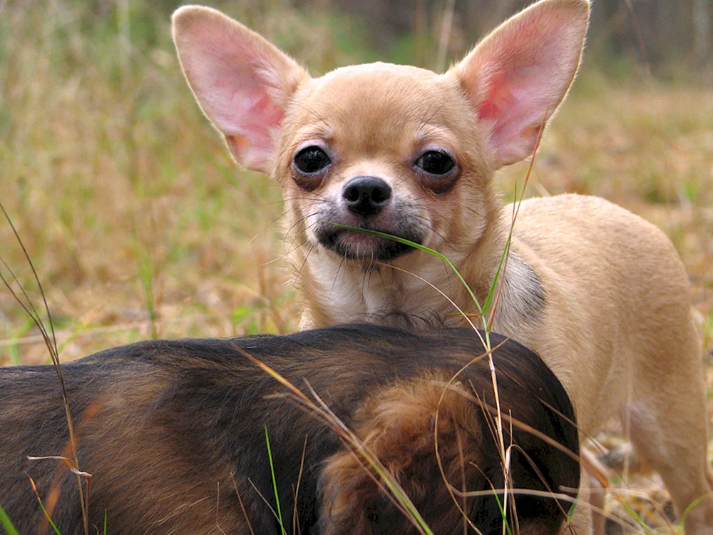 Chihuahua Cobbies