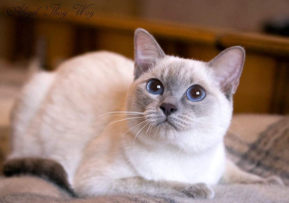 Thai Katze Blue Point
