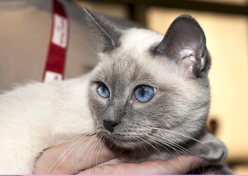 Siamkatze métis