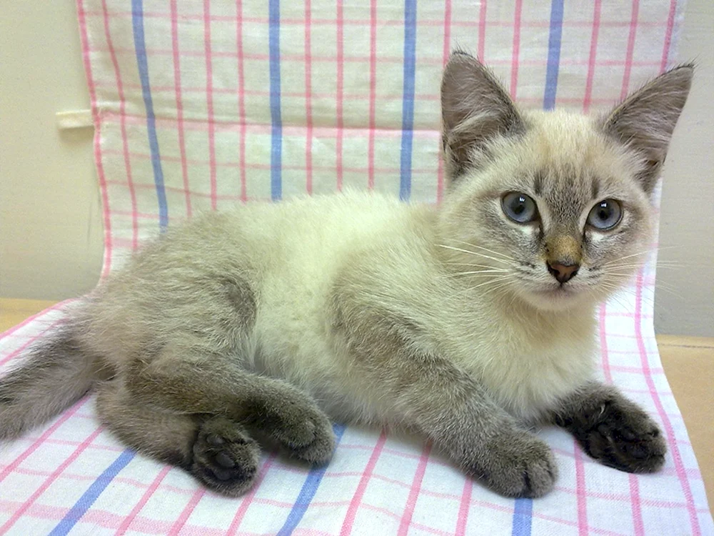 Thailändische Katze mestizo
