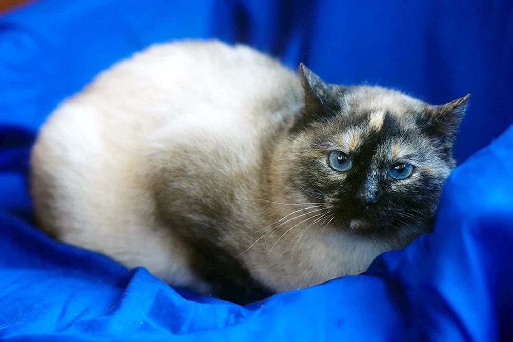 Siamkatze ohne Schwanz Rasse