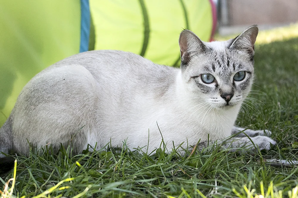 Taian Tabby Point Thai Tabby Point Thai Katze