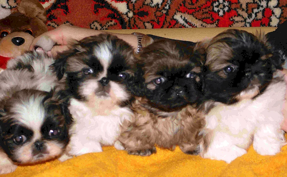 Thai Pekingese