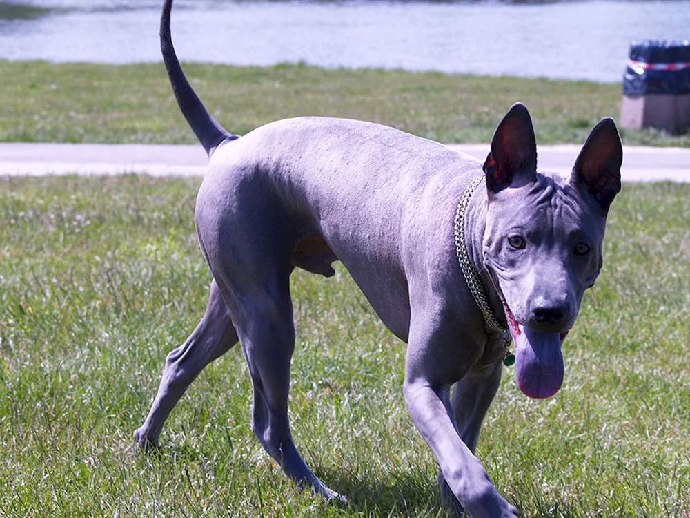 Labrador Retriever grau