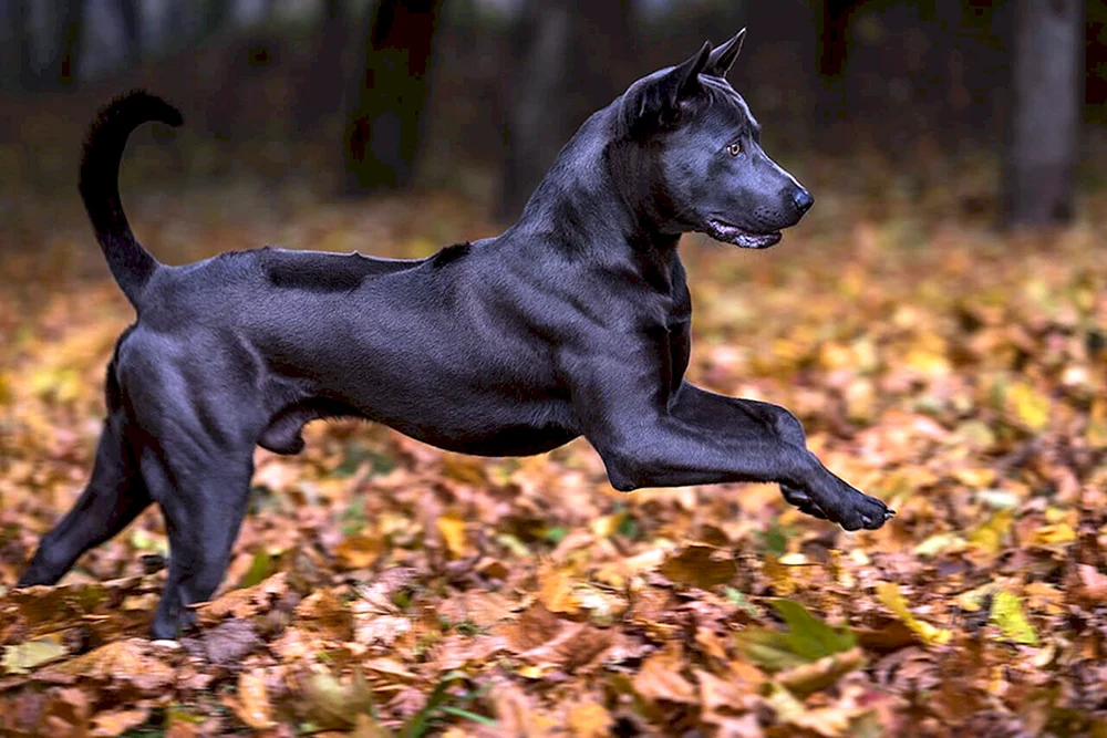 Tai Ridgeback
