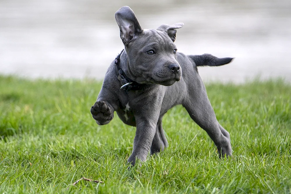 Staffordshire Bullterrier blau