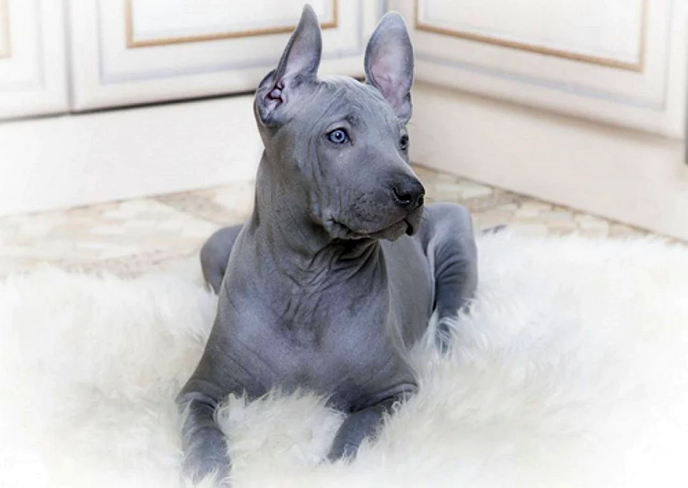 Thai Ridgeback