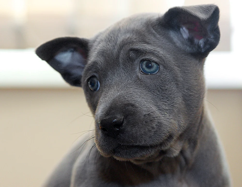 Tai Ridgeback