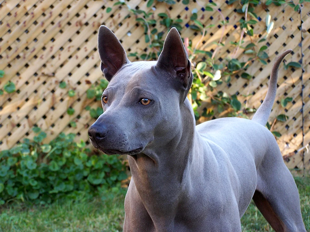 Hund Weimaraner Blue
