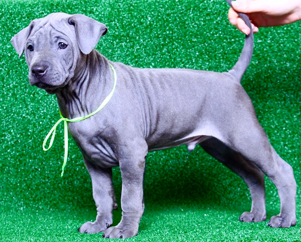 Blauer Hund Lacey