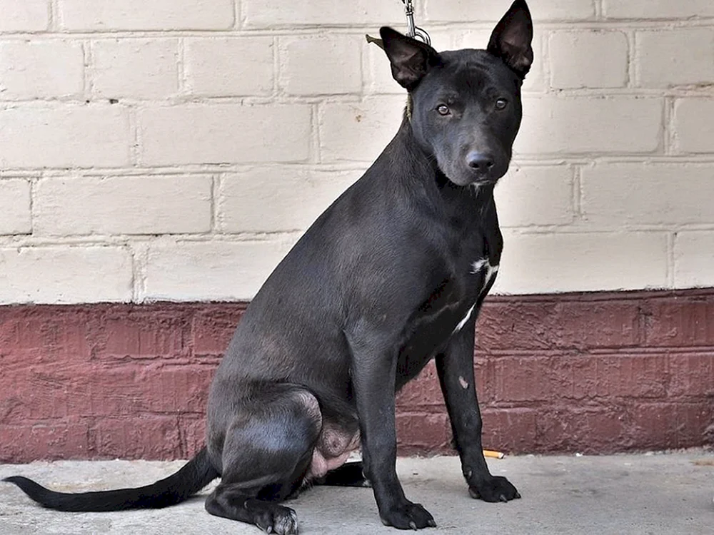 Tai Ridgeback-Mix