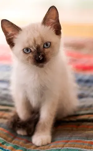Thai Siamkatze