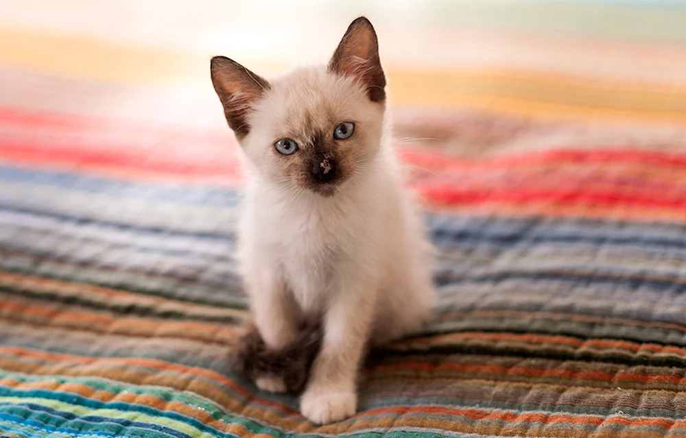 Thai Siamkatze