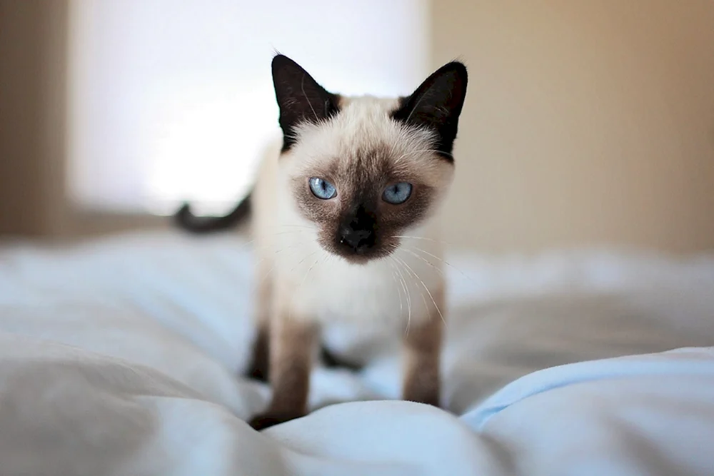 Taian Siamkatze