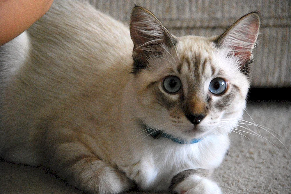 Taian tabby Punkt