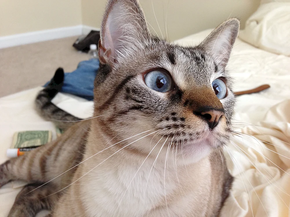 Blau tabby Punkt Thai