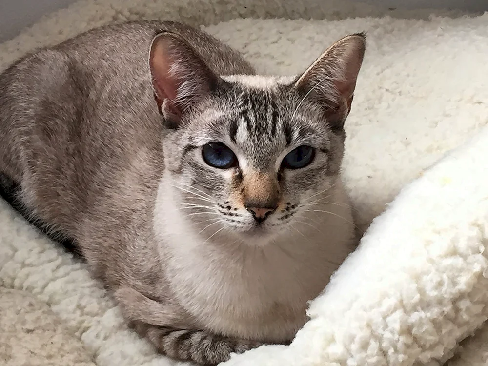 Taian tabby Katze Punkt
