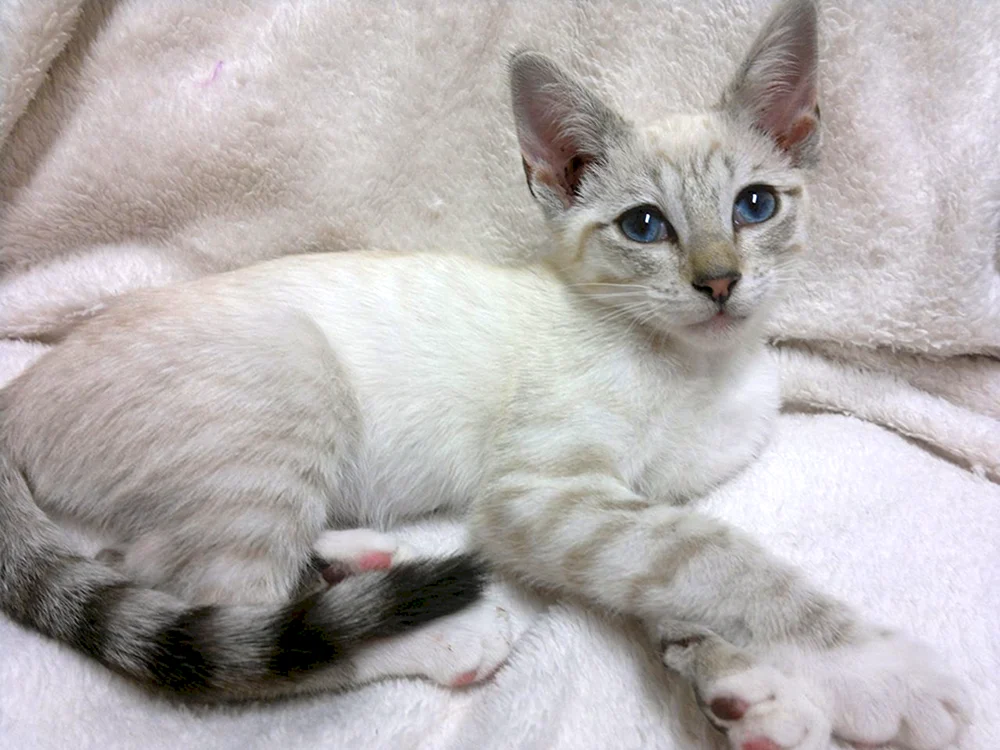 Taian tabby Katze Punkt
