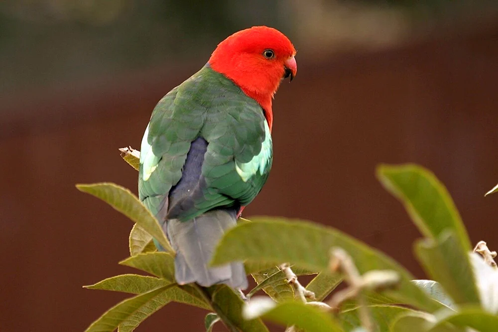 Tahitian kakariki
