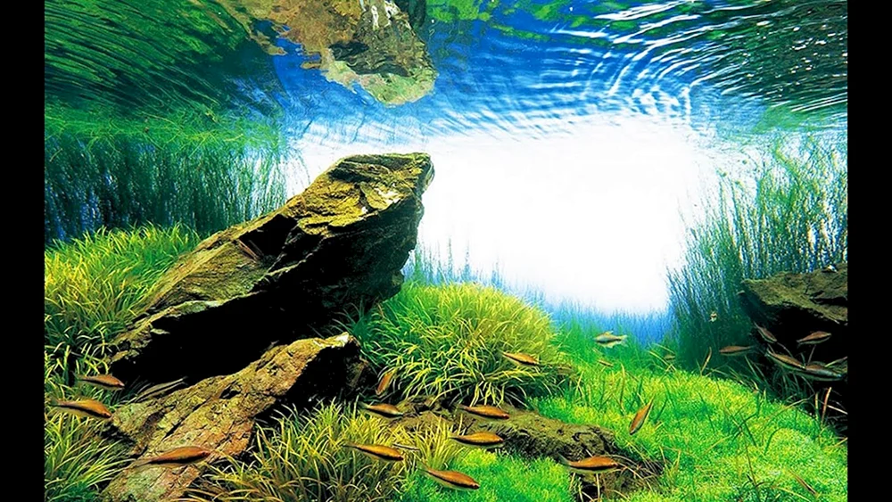 Aquarienhintergrund Barbus