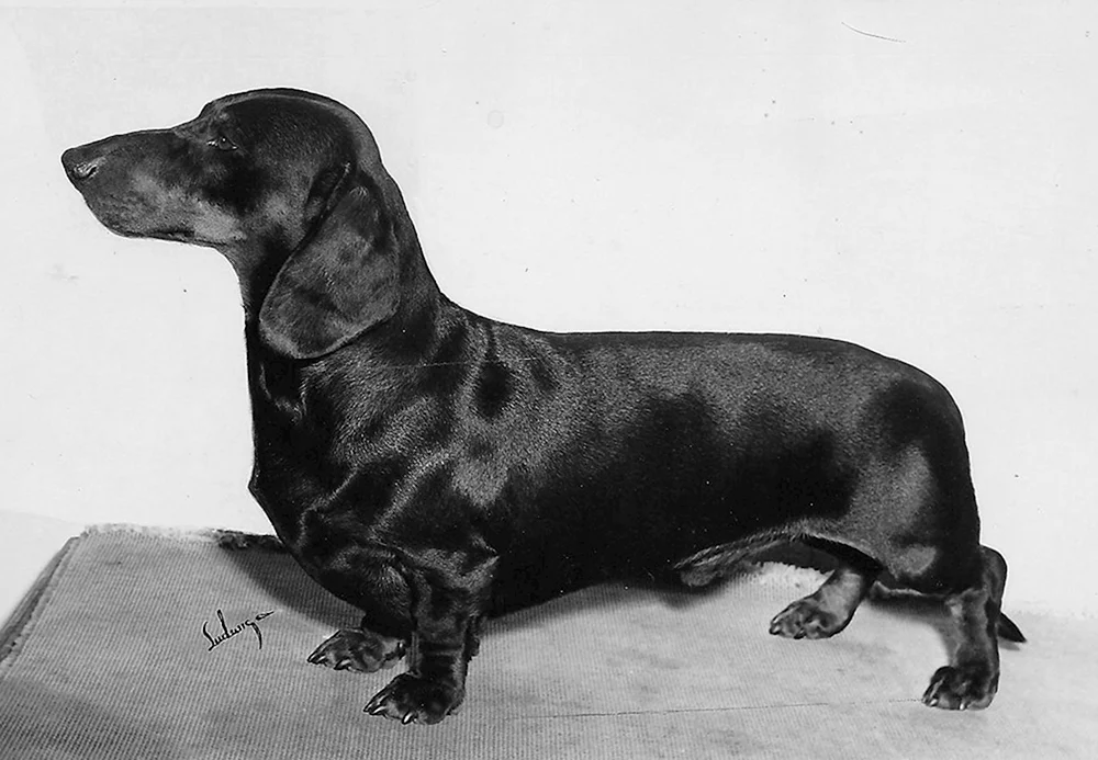 Schwarzer Dackel schwarzer Dackel