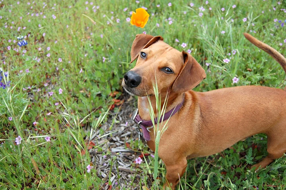 Taxa und Jack Russell