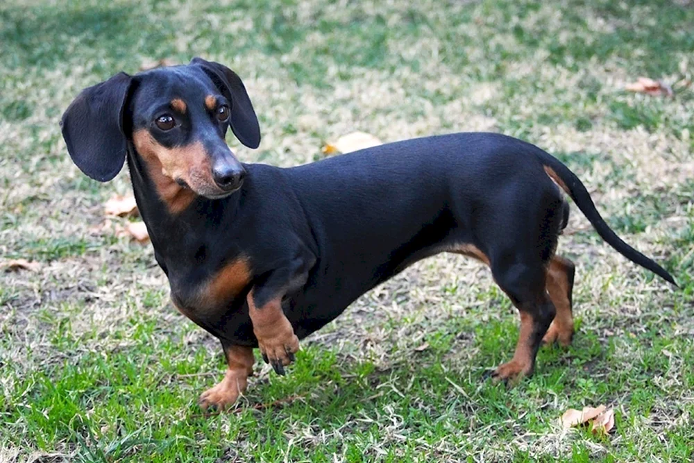 Schwarzer Dackel
