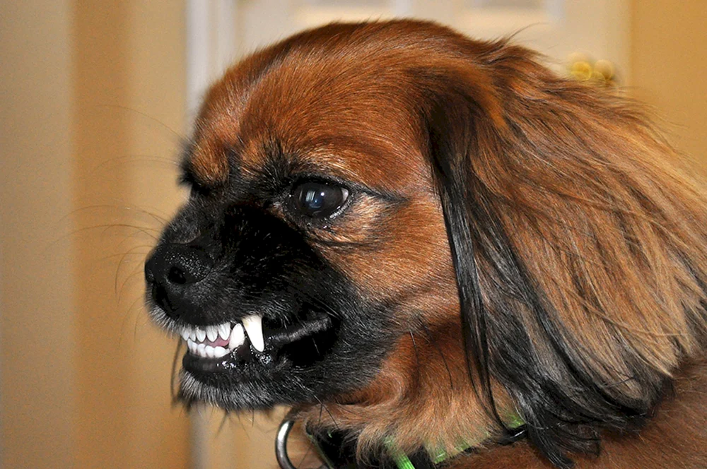 Cocker spaniel mix mit Bolognese.