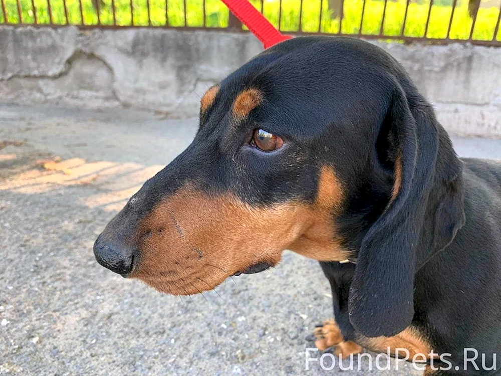 Smoland Hound